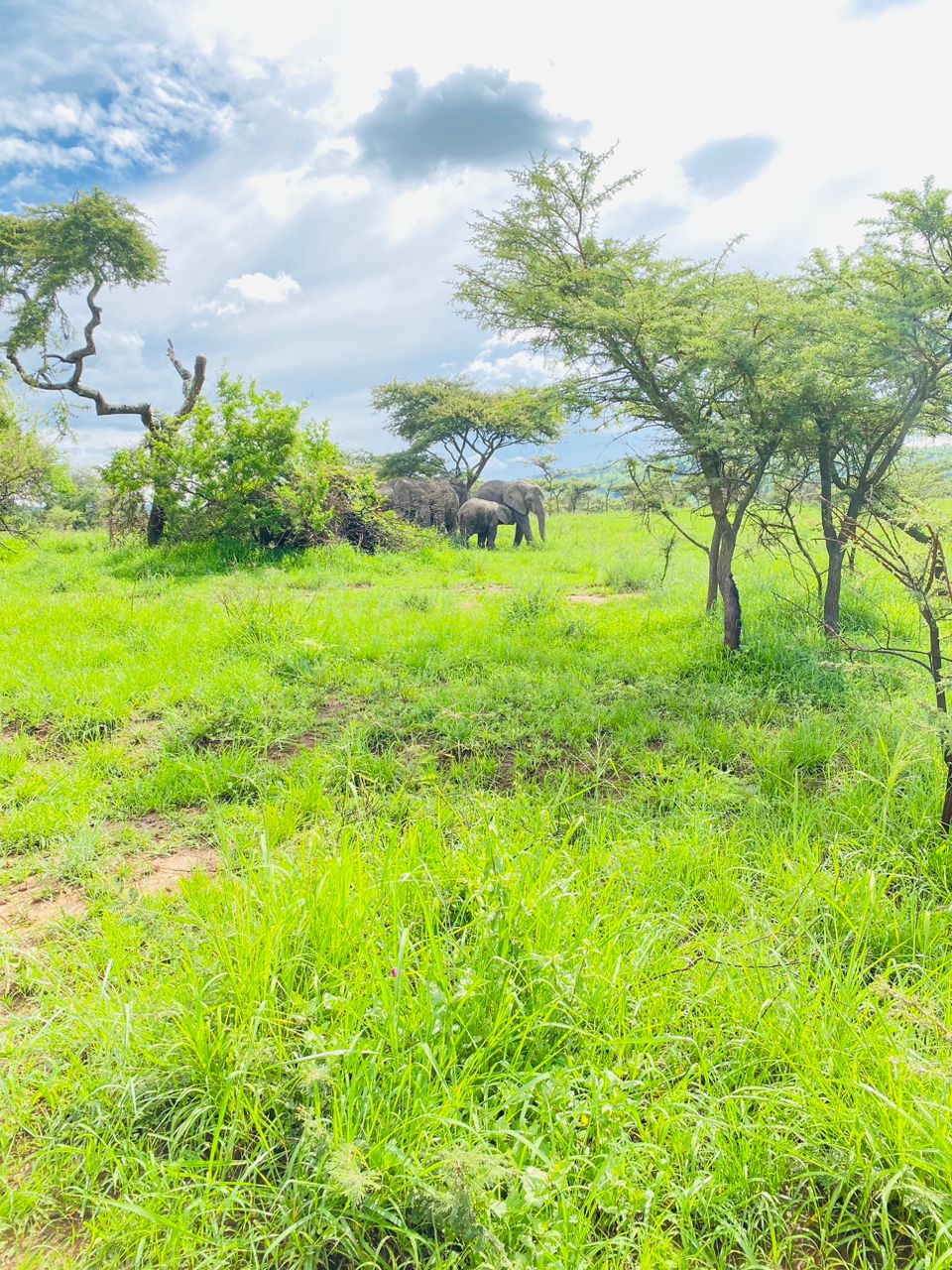 5 Days Big 5 Safari and Culture tour, 5 Days Akagera Big 5 Safari and Culture tour, 5 Days Big 5 Safari in rwanda, 5 days rwanda Culture tour, five days big 5 safari adventure, five days akagera safari, five-days rwanda wildlife safari, 5 days akagera big five animals, 5 days akagera big 5 and culture tour, 5 days in akagera rwanda, five days akagera national park tour