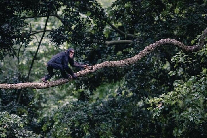 5 days nyungwe safari and lake kivu adventure, 5 days nyungwe safari, 5 days nyungwe and lake kivu adventure, 5 days lake kivu and nyungwe safari, 5 days in nyungwe national park, 5 days nyungwe tour, 5 days safari in nyungwe and kivu, 5 days lake kivu safari adventure, 5 days nyungwe chimpanzee safari