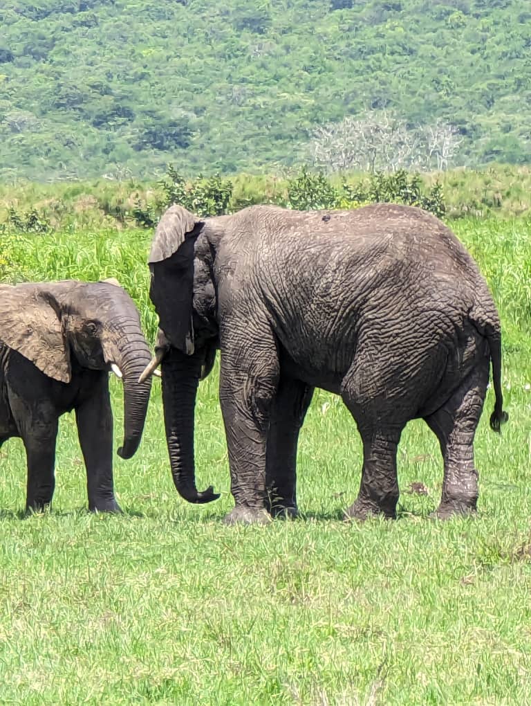 5 Days Big 5 Safari and Culture tour, 5 Days Akagera Big 5 Safari and Culture tour, 5 Days Big 5 Safari in rwanda, 5 days rwanda Culture tour, five days big 5 safari adventure, five days akagera safari, five-days rwanda wildlife safari, 5 days akagera big five animals, 5 days akagera big 5 and culture tour, 5 days in akagera rwanda, five days akagera national park tour