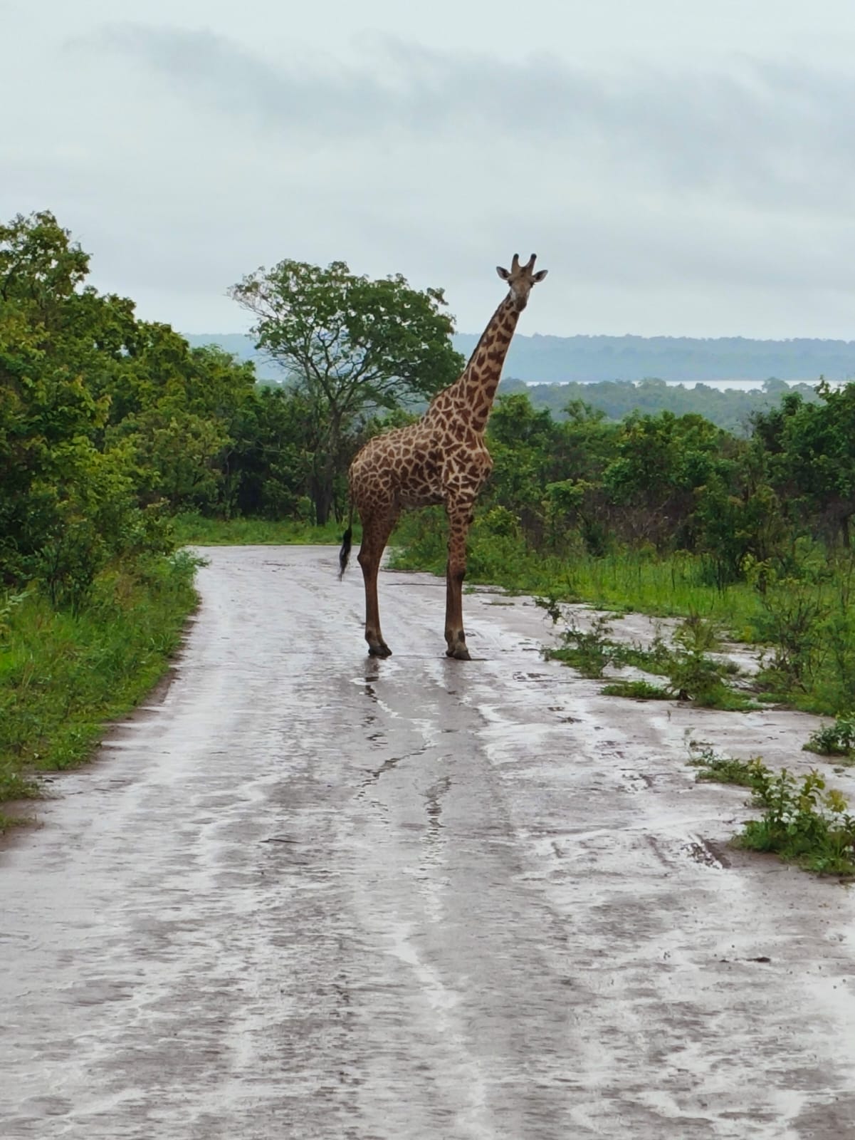 2 days akagera boat ride adventure, 2 days akagera game safari, 2 days akaagera national park tour, 2 days akagera wildlife viewing, 2 days akagera park safari, 2 days tour in akagera park, 2 days safari park tour, 2 days in akagera trip, 2 days akagera game safari, Two days akagera park safari