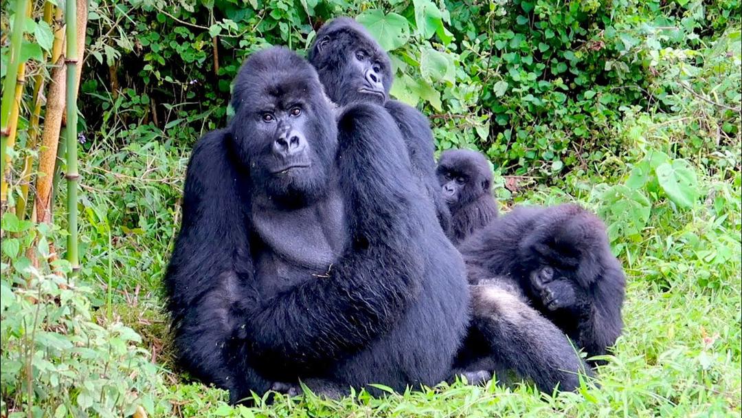 3 Days Rwanda Gorilla Safari and Golden monkey trekking, 3 days rwanda gorilla safari, 3 days rwanda golden monkey trekking, 3 days gorilla and golden monkey trekking, 3 days rwanda gorilla safari, 3 days golden monkey trek safari, 3 days golden monkey rwanda, 3 days mountain gorilla trekking, 3 days rwanda gorillas trek, 3 days gorilla trek safari, 3 days gorilla adventure tour, 3 days gorillas rwanda