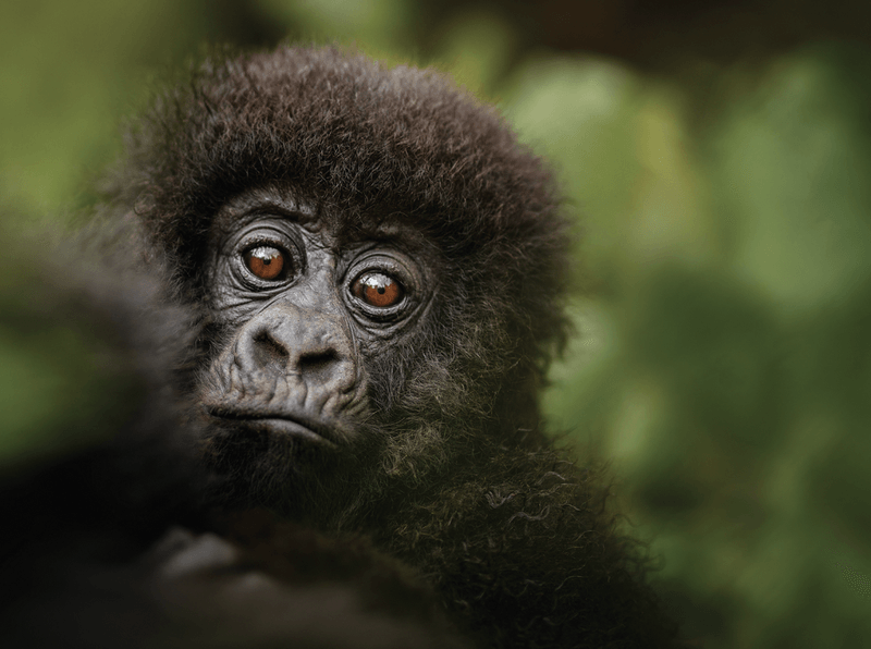 9 days best of rwanda, 9 days rwanda safari, 9 days rwanda tour, 9 days safari in rwanda, 9 days adventure in rwanda, 9 days rwanda itinerary, 9 days safari tours rwanda, 9 days wildlife tour in rwanda, 9 days gorilla adventure, 9 days gorilla safari, 9 days rwanda gorilla trekking, 9 days wildlife viewing, 9 days in uganda, 9 days in kenya, 9 days in east africa safari, 9 days rwanda adventure trip, 9 days self drive rwanda safari