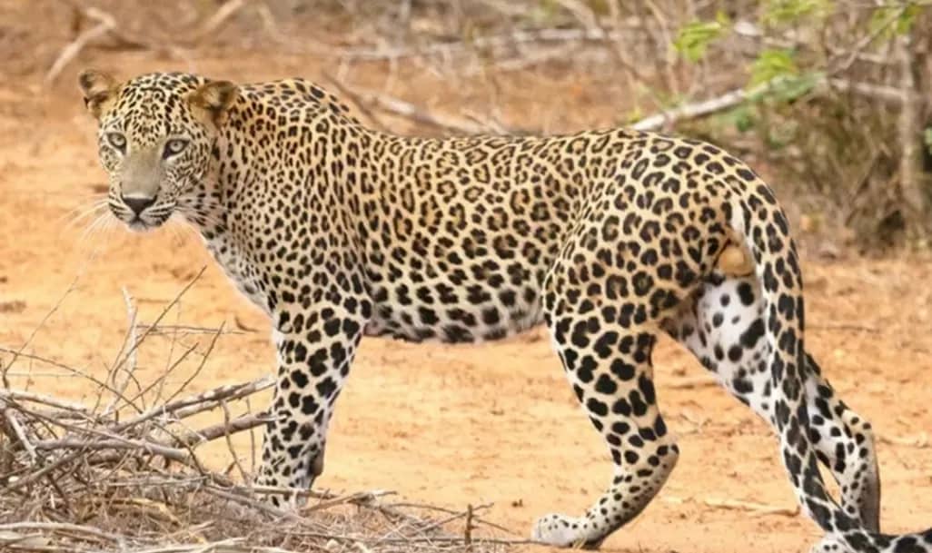 2 days akagera boat ride adventure, 2 days akagera game safari, 2 days akaagera national park tour, 2 days akagera wildlife viewing, 2 days akagera park safari, 2 days tour in akagera park, 2 days safari park tour, 2 days in akagera trip, 2 days akagera game safari, Two days akagera park safari