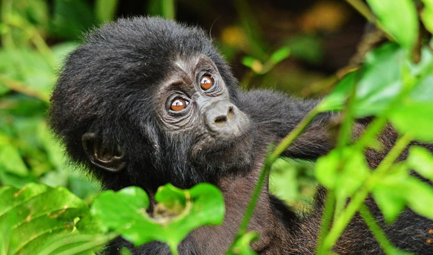 Guide to gorilla trekking in Rwanda, Rwanda Tourism Information, Visit Rwanda Tips and Info, Travel to Rwanda, how to travel rwanda, how much is rwanda safari, can i travel to rwanda from, what to do in rwanda, rwanda tourism activities, visa to rwanda, rwanda visa and how to get it, is rwanda safe to travel, what to expect on rwanda safari, tours and safaris in rwanda, rwanda africa tours