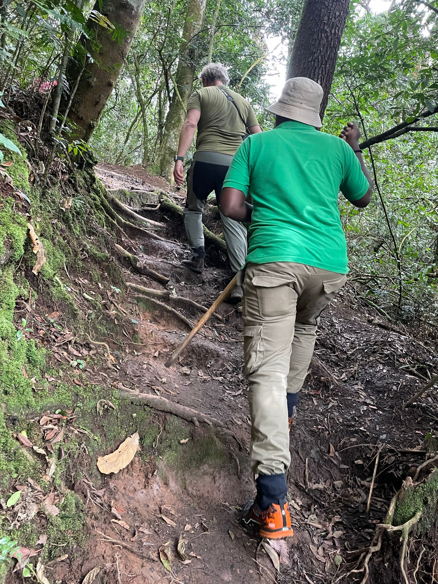 3 Days Nyungwe Chimpanzee Trek, 3 Days Nyungwe Chimpanzee Trek canopy walk way, 3 days nyungwe canopy walk way, 3 days chimp trekking in nyungwe, 3 days rwanda chimpanzee tracking, 3 days canopy walkway tour, 3 days nyungwe forest safari, 3 days in nyungwe national park, 3 days chimpanzee tracking safari, 3 days rwanda chimoanzees, 3 days chimp tracking tour, 3 days with chimpanzees rwanda, 3 Days Nyungwe Chimpanzee Trek and Canopy Walkway Adventure