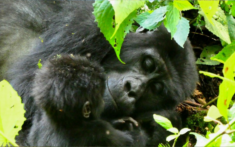 Rwanda gorilla safaris and wildlife tours from Australia, Rwanda Primates and Wildlife Safari from Australia, rwanda primates and wildlife safari from Australia, rwanda primates and wildlife safari from Australia, Rwanda Primates Safari from Australia, rwanda primates safari from Australia,, rwanda primates, rwanda primate crossword, rwanda safari packages, rwanda safari tour, Rwanda Wildlife Safari from Australia, rwanda wildlife safari from Australia, rwanda wildlife safari from Australia map, rwanda wildlife safari from Australia to africa, rwanda wildlife safari from Australia to tanzania, rwanda wildlife safari from Australia to tanzania africa, Rwanda gorilla safari from Australia, rwanda gorilla safari from Australia, rwanda gorilla trekking reviews, rwanda gorilla trekking permit, Rwanda gorilla trekking from Australia, rwanda gorilla trekking from Australia, rwanda gorilla trekking tour, Rwanda gorilla tours from Australia, rwanda gorilla tours from Australia, rwanda gorilla tours from Australia 2024, rwanda gorilla tours, rwanda gorilla tourism, rwanda gorilla trips, rwanda gorilla tours luxury, gorilla tours africa from Australia, gorilla tours africa from Australia, gorilla tours africa from Australia 2024, gorilla tours africa